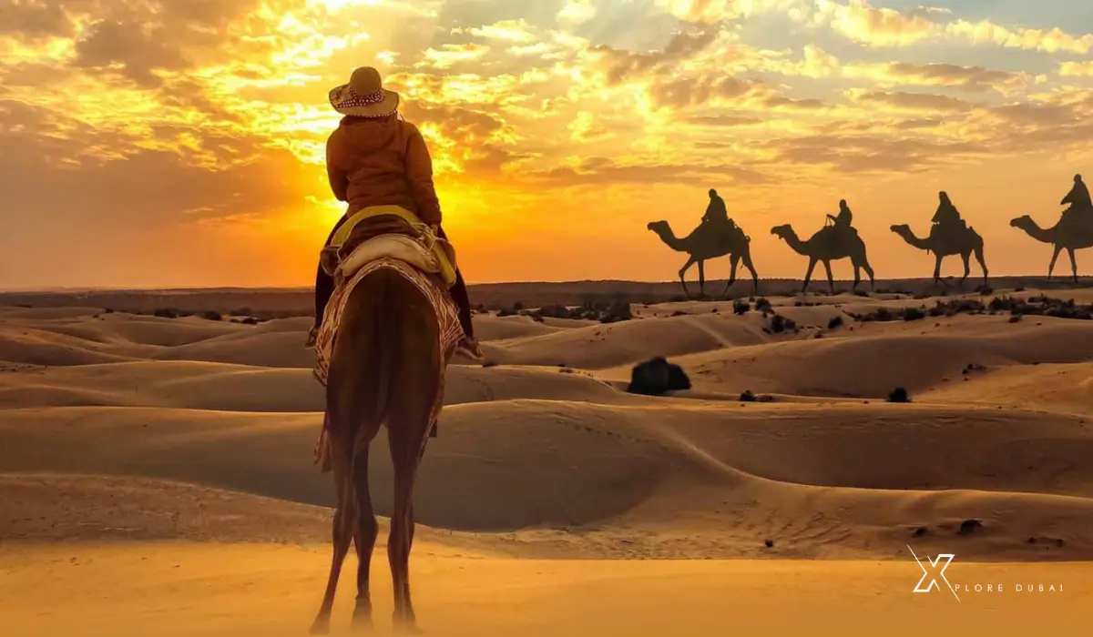 evening desert safari timings